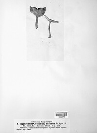 Rhodocollybia asema image